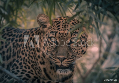 Picture of Leopard in a tree